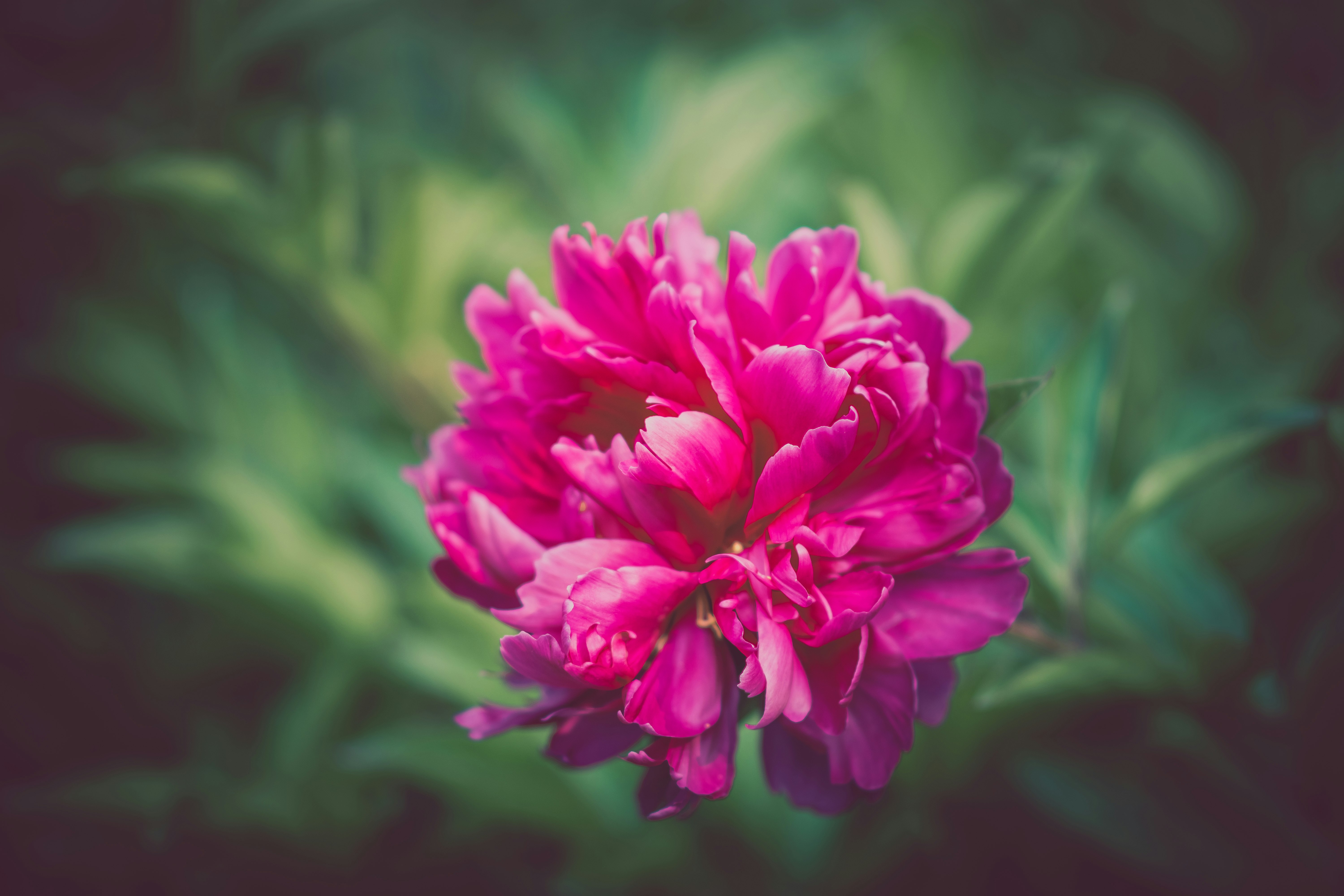 shallow focus photography of pink flower